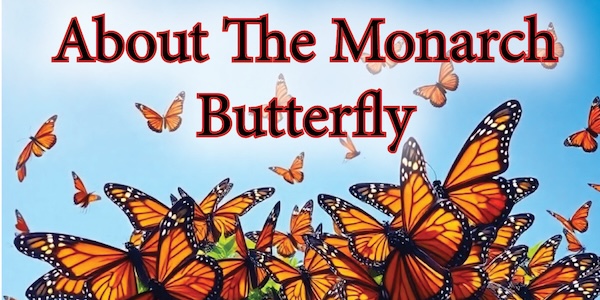 About The Monarch Butterfly